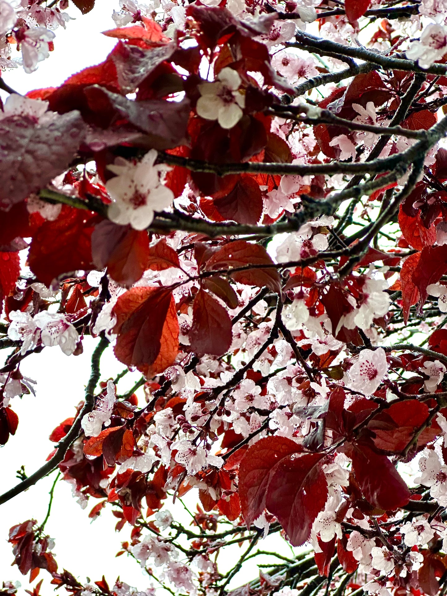 Japanese Cherry Blossom Room Spray